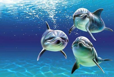 Initiation à la trilogie des dauphins