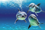 Initiation à la trilogie des dauphins